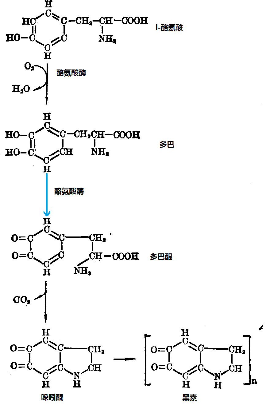 酪氨酸參與合成黑素反應(yīng)路線圖