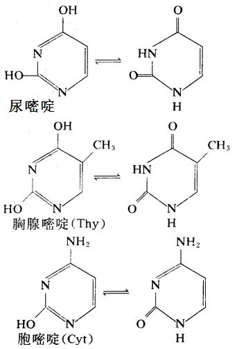 核酸中重要的嘧啶衍生物：尿嘧啶、胸腺嘧啶、胞嘧啶