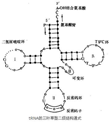 核糖核酸的三葉草型二級結(jié)構(gòu)