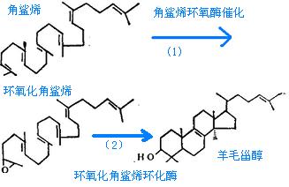 角鯊烯合成羊毛甾醇反應路線圖