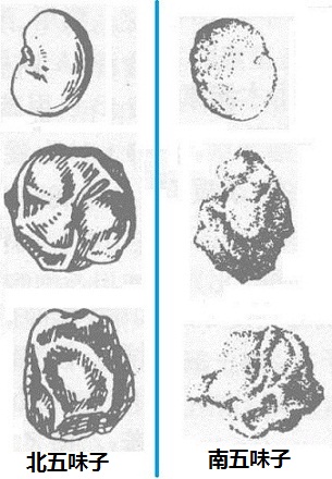 北五味子和南五味子