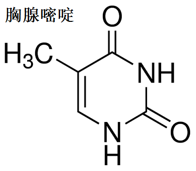 胸腺嘧啶 分子結(jié)構(gòu)式