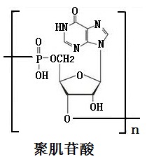 聚肌苷酸的結構式