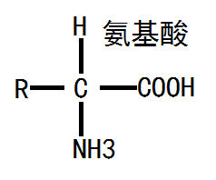 氨基酸 基本結(jié)構(gòu)式