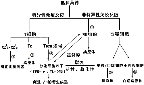 匹多莫德藥理作用機(jī)理