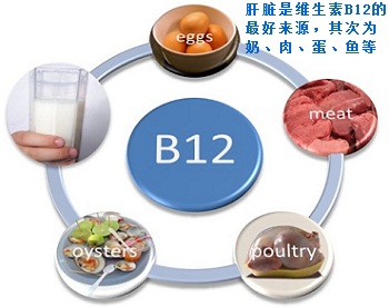 維生素B12的來源