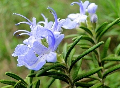 The Photo of Rosmarinus officinalis