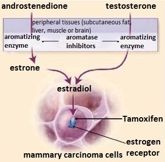 Mechanism of action of Tamoxifen and aromatase inhibitors