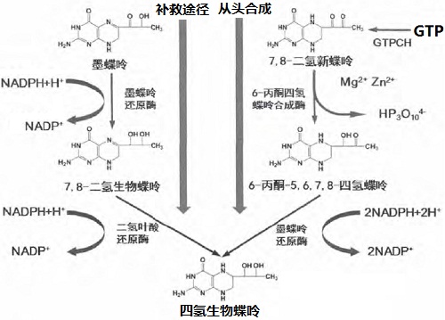 四氫生物蝶呤生物合成的兩條途徑( 從頭合成和補救途徑)