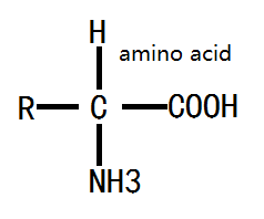 amino acid