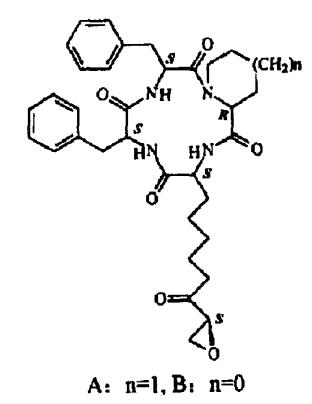 α-氨基脂肪酸成環(huán)環(huán)狀脂肽分子結(jié)構(gòu)