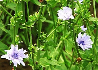 Chicory