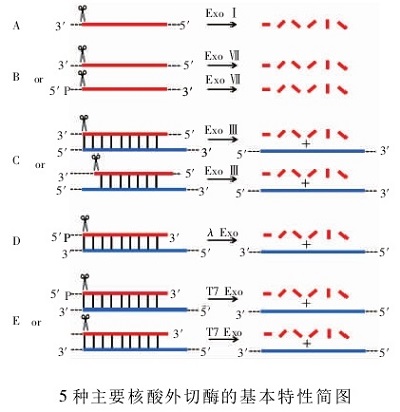 核酸外切酶的基本特性簡圖
