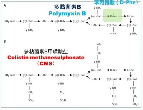 多粘菌素B和多粘菌素E的化學(xué)結(jié)構(gòu)