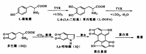 酪氨酸酶產(chǎn)生黑色素的化學(xué)反應(yīng)過(guò)程