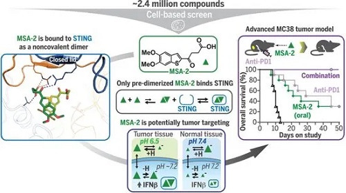 STING激動(dòng)劑MSA-2，圖片來自Science, 2020, doi:10.1126/science.aba6098。