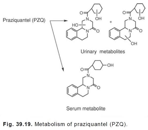 Metabol ism of praziquantel.jpg Metabol ism of praziquantel.jpg