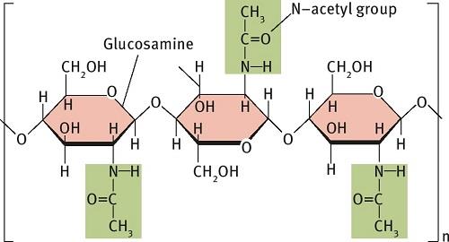 Chemical structure of chitin