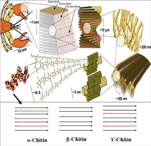 Sources of chitin