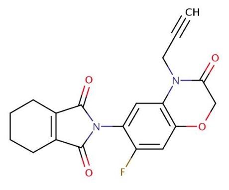 丙炔氟草胺的作用機(jī)制