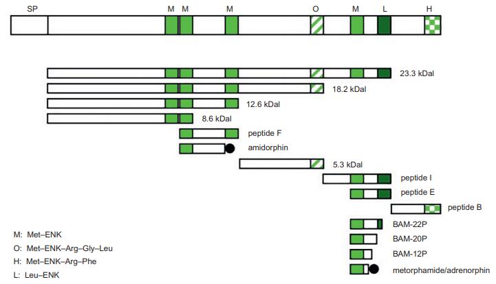 amino acid sequences 