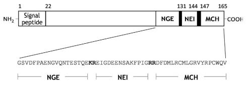 Structure of MCH