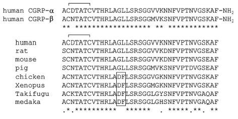 BETA-CGRP, HUMAN