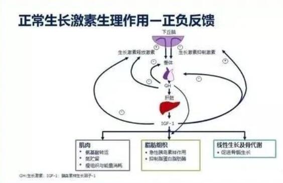 人生長激素（HGH）：它會延緩衰老嗎？