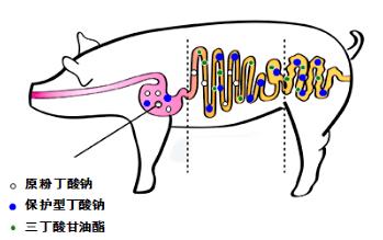 丁酸對腸道的保健作用