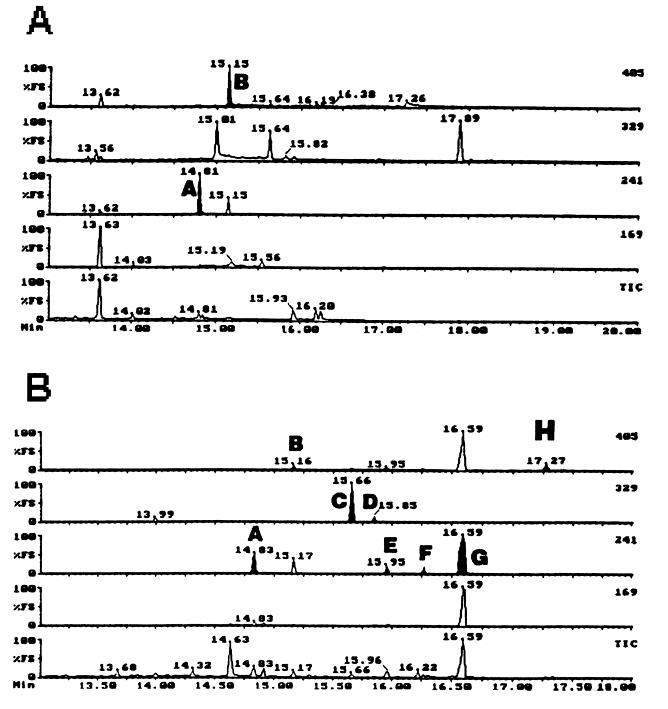 The total ion chromatogram (TIC) and mass chromatograms for the ions m/z 169, m/z 241, m/z 329 and m/z 405 obtained from the TMS-derivatised isolates of (A) unhydrolysed and (B) enzyme hydrolysed post-fenspiride administration urine sample.