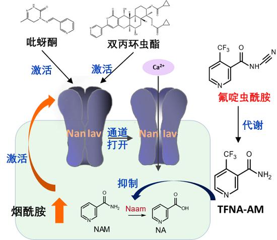 氟啶蟲酰胺的作用機制