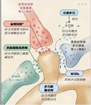 普拉克索的作用機制