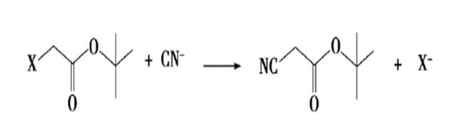 氰乙酸叔丁酯的合成路線