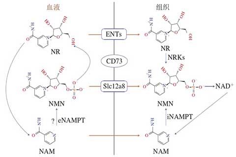 NMN進(jìn)入細(xì)胞內(nèi)的不同途徑.jpg