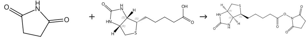 圖2 (+)生物素-N-琥珀酰亞胺基酯的合成路線