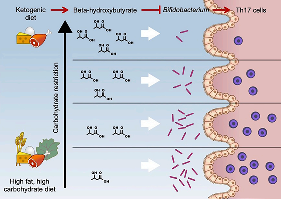 Ketone Bodies pathway of action