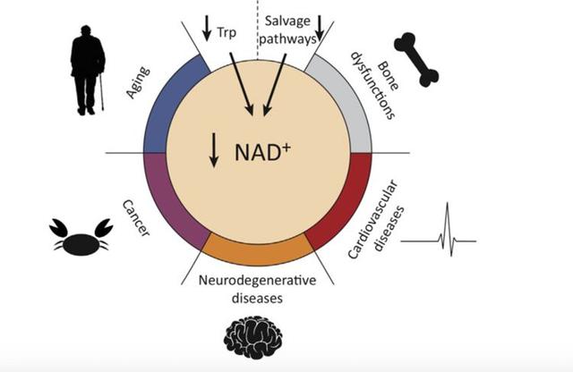 NAD+