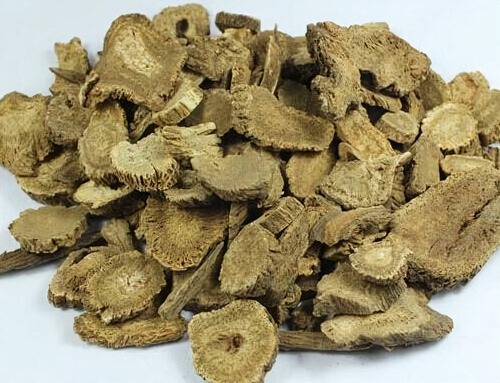 木香的干燥根莖