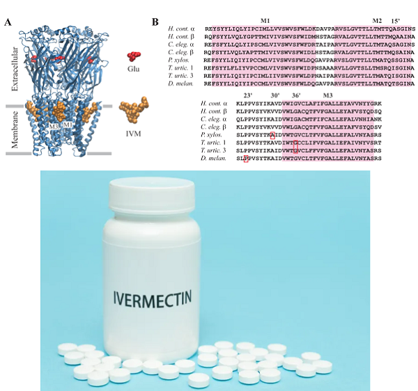 Ivermectin