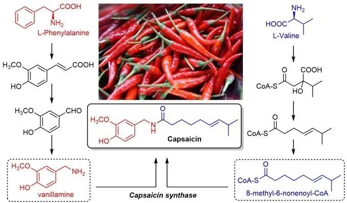 辣椒素的生物合成路徑