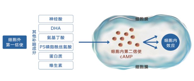 環(huán)磷酸腺苷 生命第二信使