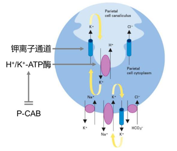 特戈拉贊作用機(jī)制