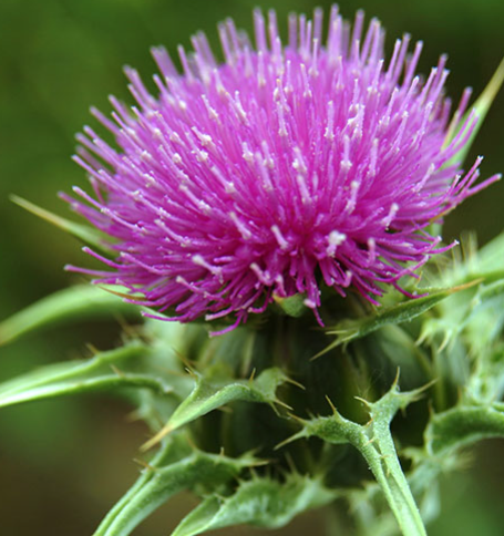 Thistle