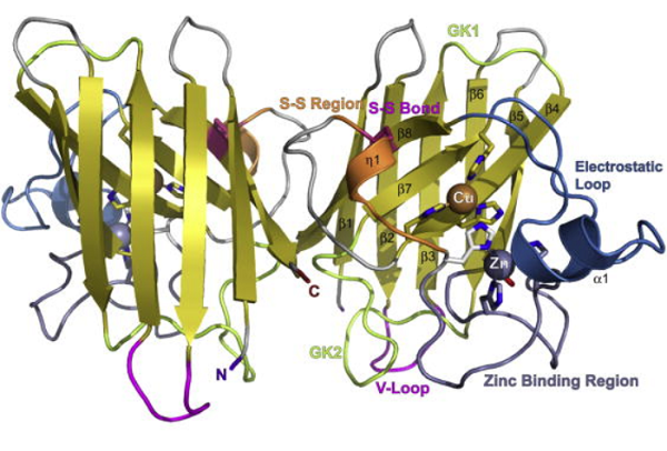 Superoxide dismutase