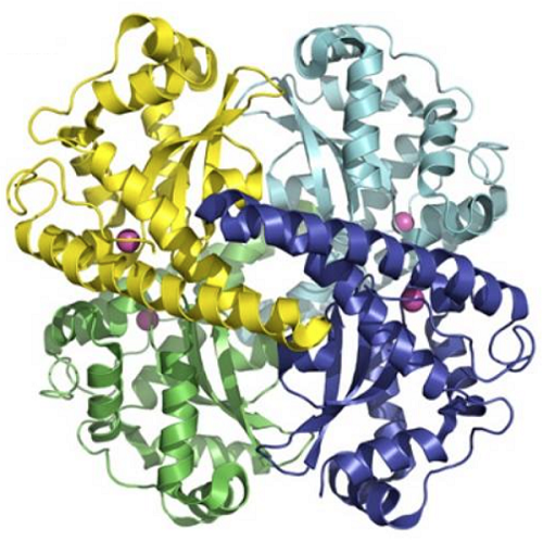 Superoxide dismutase