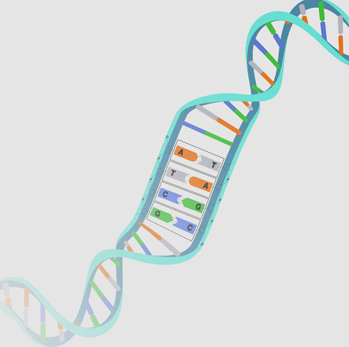 DEOXYRIBONUCLEIC ACID