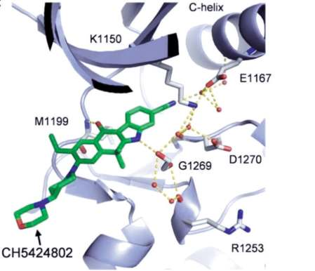 Figure 2. Co-crystal structure of alectinib–hALK  (CH5424802 = alectinib).