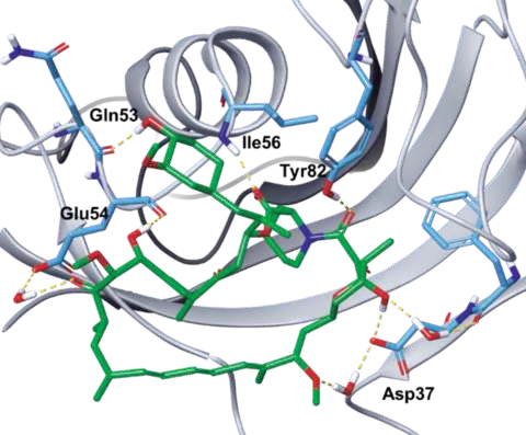 Figure 1. Co-crystal structure of rapamycin–FKBP12 (PDB ID: 1C9H).