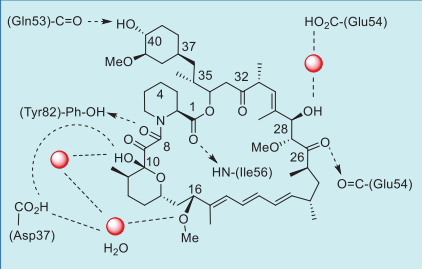 Figure 2. Summary of rapamycin–FKBP12  interactions based on their co-crystal structure.