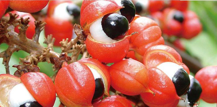 Guarana Seed Extract